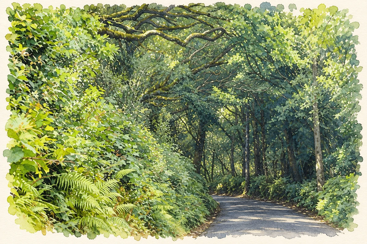 Watercolour and fine ink illustration of The R574 beneath trees near Lauragh, as photographed in 2018.