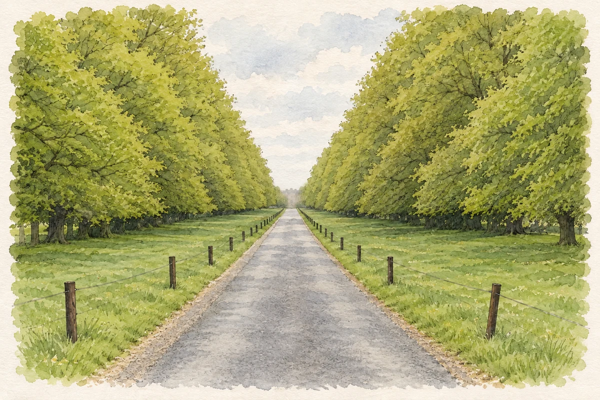 Watercolour and fine ink illustration of Tree-lined avenue, Clongowes Wood College.